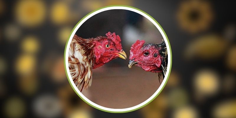 Kinh Nghiệm Chọn Gà Chiến Khi Chơi Sv388 2 sv388-28